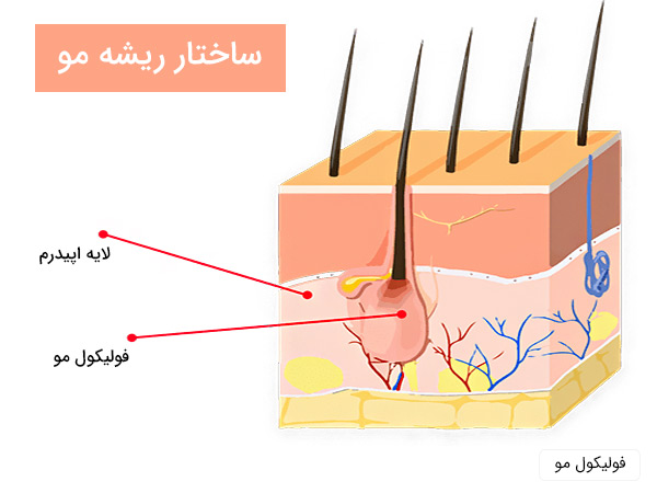 ساختار مو و فولیکول های آن