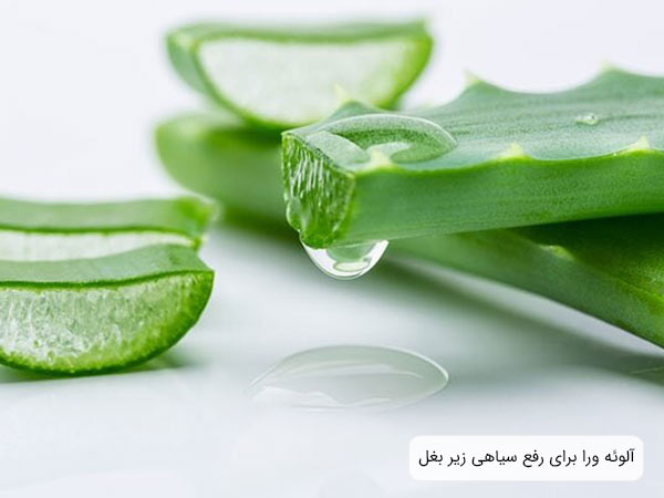 يک عدد گياه آلوئه ورا که از وسط نصف شده به همراه تکه هايی از اين گياه و عصاره آلوئه ورا که در حال ريخته شدن از ساقه اين گياه است با پس زمينه سفيد.
