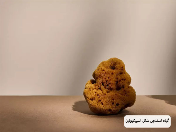 گیاه طبیعی اسپیکیولین روی سطح خاکی رنگ با دیوار پس زمینه سفید قرار گرفته است.